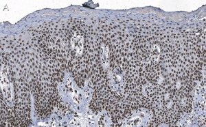 Anti-DNA-RNA hybrid Antibody, clone S9.6 ZooMAb Mouse Monoclonal 