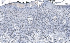 Anti-DNA-RNA hybrid Antibody, clone S9.6 ZooMAb Mouse Monoclonal 