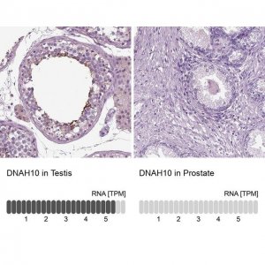 Anti-DNAH10 antibody produced in rabbit 