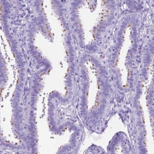 Anti-DNAH2 antibody produced in rabbit 