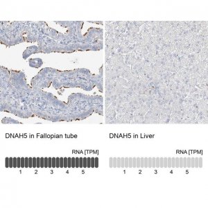 Anti-DNAH5 antibody produced in rabbit 