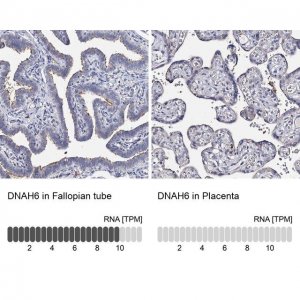 Anti-DNAH6 antibody produced in rabbit 