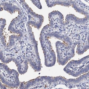 Anti-DNAH6 antibody produced in rabbit 