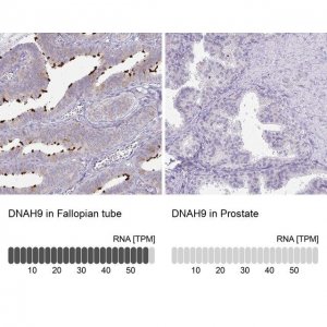 Anti-DNAH9 antibody produced in rabbit 