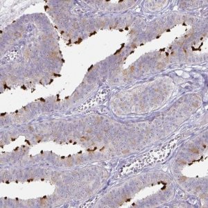 Anti-DNAH9 antibody produced in rabbit 