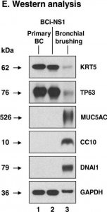 Anti-DNAI1 antibody produced in rabbit 