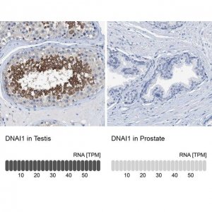 Anti-DNAI1 antibody produced in rabbit 