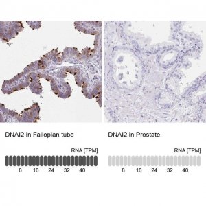 Anti-DNAI2 antibody produced in rabbit 
