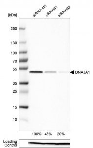 Anti-DNAJA1 antibody produced in rabbit HPA001306-100UL