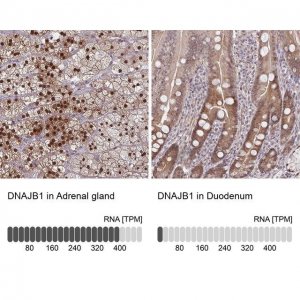 Anti-DNAJB1 antibody produced in rabbit 