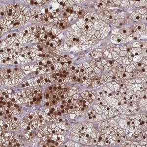 Anti-DNAJB1 antibody produced in rabbit 