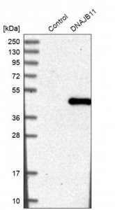 Anti-DNAJB11 antibody produced in rabbit HPA017051-100UL