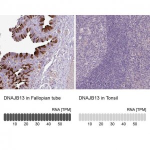 Anti-DNAJB13 antibody produced in rabbit 