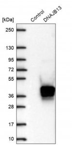 Anti-DNAJB13 antibody produced in rabbit 