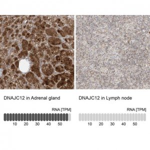 Anti-DNAJC12 antibody produced in rabbit 