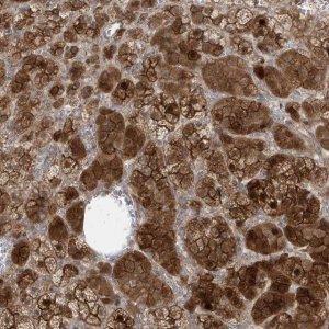 Anti-DNAJC12 antibody produced in rabbit 