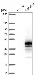 Anti-DNAJC18 antibody produced in rabbit 
