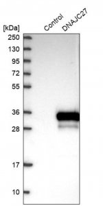 Anti-DNAJC27 antibody produced in rabbit 