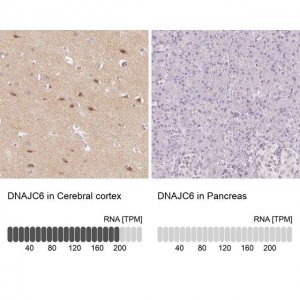 Anti-DNAJC6 antibody produced in rabbit 