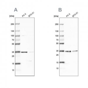Anti-DNAJC9 antibody produced in rabbit 