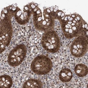 Anti-DNAJC9 antibody produced in rabbit 