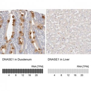 Anti-DNASE1 antibody produced in rabbit 