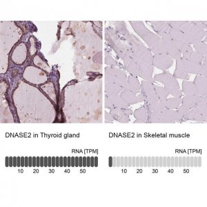 Anti-DNASE2 antibody produced in rabbit 