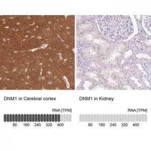 Anti-DNM1 antibody produced in rabbit 