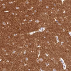 Anti-DNM1 antibody produced in rabbit 