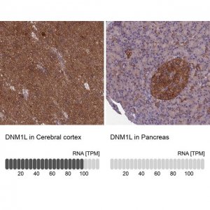 Anti-DNM1L antibody produced in rabbit 