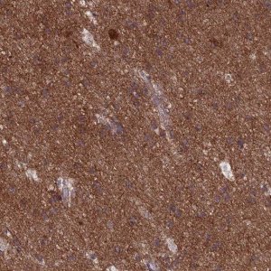 Anti-DNM1L antibody produced in rabbit 