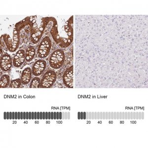Anti-DNM2 antibody produced in rabbit HPA054246-100UL