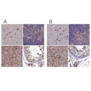 Anti-DNPEP antibody produced in rabbit 
