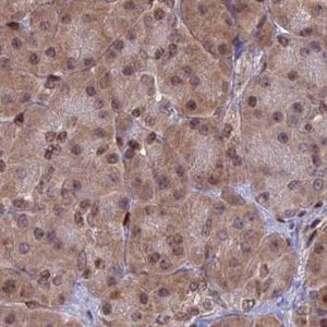 Anti-DNPEP antibody produced in rabbit 