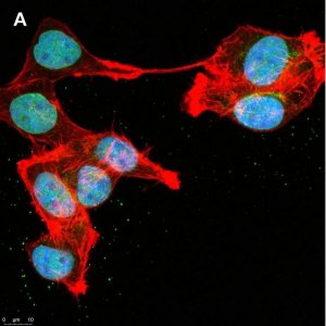 Anti-DOCK11 Antibody, clone 1F11 ZooMAb Rabbit Monoclonal 