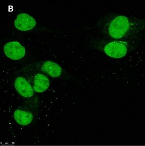 Anti-DOCK11 Antibody, clone 1F11 ZooMAb Rabbit Monoclonal 