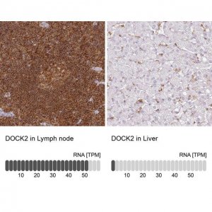Anti-DOCK2 antibody produced in rabbit HPA036469-100UL