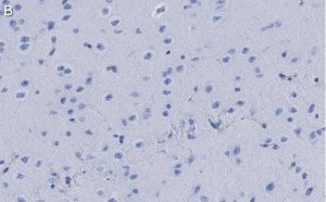 Anti-Dopamine Transporter Antibody, clone 1D2 ZooMAb Rabbit Monoclonal 