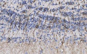 Anti-Doublecortin Antibody, clone 3F11 ZooMAb Rabbit Monoclonal 