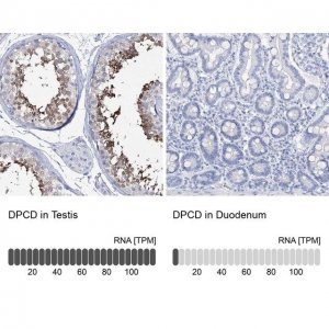 Anti-DPCD antibody produced in rabbit 