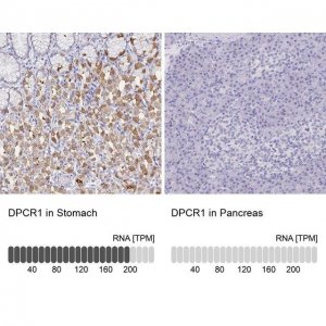 Anti-DPCR1 antibody produced in rabbit 