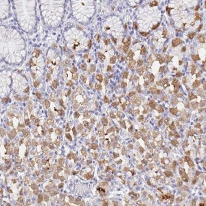 Anti-DPCR1 antibody produced in rabbit 
