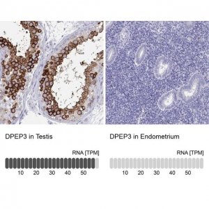 Anti-DPEP3 antibody produced in rabbit 
