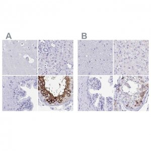 Anti-DPEP3 antibody produced in rabbit 