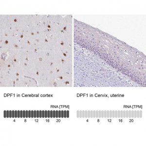 Anti-DPF1 antibody produced in rabbit 