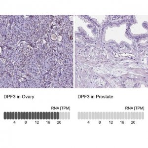 Anti-DPF3 antibody produced in rabbit 