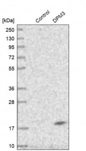 Anti-DPM3 antibody produced in rabbit HPA014667-100UL