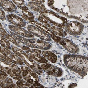 Anti-DPM3 antibody produced in rabbit HPA014667-100UL
