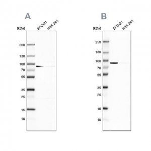 Anti-DPP3 antibody produced in rabbit 