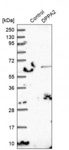 Anti-DPPA2 antibody produced in rabbit 
